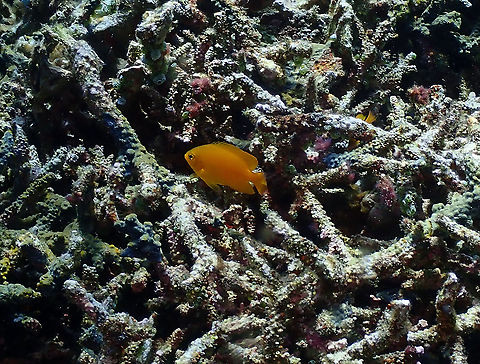 Lemon Damsel - Pomacentrus moluccensis  Fall,Geotagged,Indonesia,Pomacentrus moluccensis