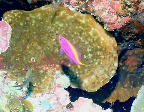 Bartlett's anthias - Pseudanthias bartlettorum  Fall,Geotagged,Indonesia,Pseudanthias bartlettorum