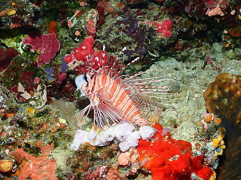 Spotfin Lionfish - Pterois antennata  Fall,Geotagged,Indonesia,Pterois antennata,Spotfin lionfish