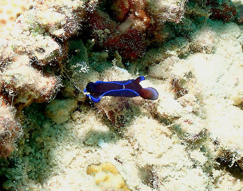 Gardiner's Headshield Slug - Philinopsis gardineri  Fall,Gardiner's Headshield Slug,Geotagged,Indonesia,Philinopsis gardineri