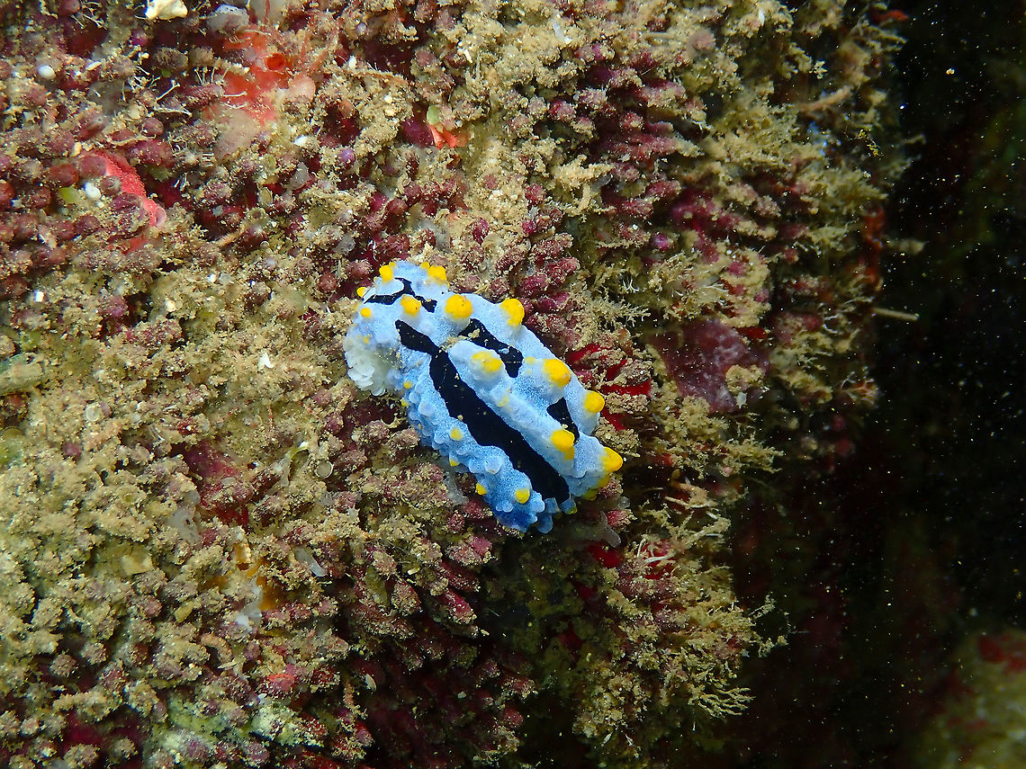 Phyllidia coelestis  Fall,Geotagged,Indonesia,Phyllidia coelestis,Phylllidia coelestis