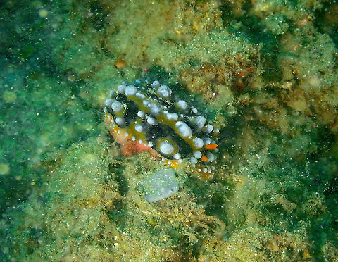 Ocellate Phyllidia - Phyllidia ocellata  Fall,Geotagged,Indonesia,Ocellate Phyllidia,Phyllidia ocellata