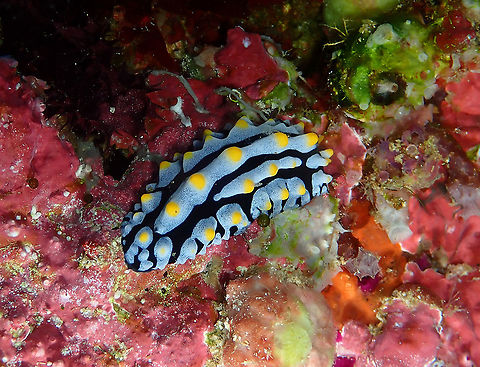 Phyllidia varicosa  Fall,Geotagged,Indonesia,Phyllidia varicosa