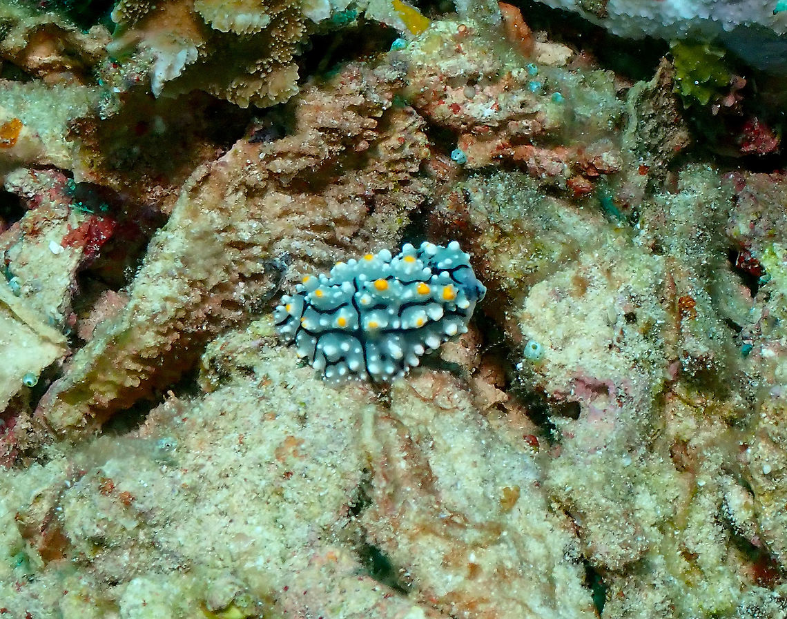 Elegant Phyllidia - Phyllidia elegans  Elegant Phyllidia,Fall,Geotagged,Indonesia,Phyllidia elegans