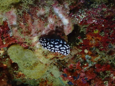 Pustulose Phyllidiella - Phyllidiella pustulosa  Fall,Geotagged,Indonesia,Phyllidiella pustulosa,Pustulose Phyllidiella
