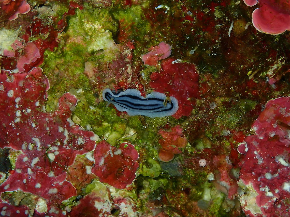 Striped Phyllidiella - Phyllidiella striata  Fall,Geotagged,Indonesia,Phyllidiella striata