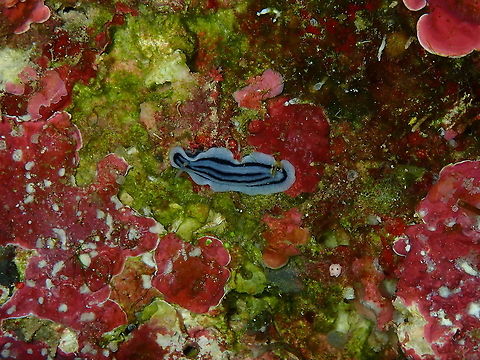 Striped Phyllidiella - Phyllidiella striata  Fall,Geotagged,Indonesia,Phyllidiella striata