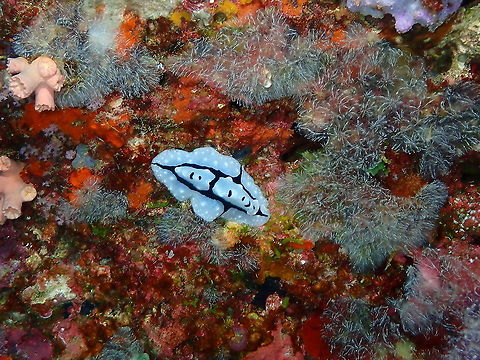 Shireen's Phyllidiopsis - Phyllidiopsis shireenae  Fall,Geotagged,Indonesia,Phyllidiopsis shireenae,Shireen's Phyllidiopsis