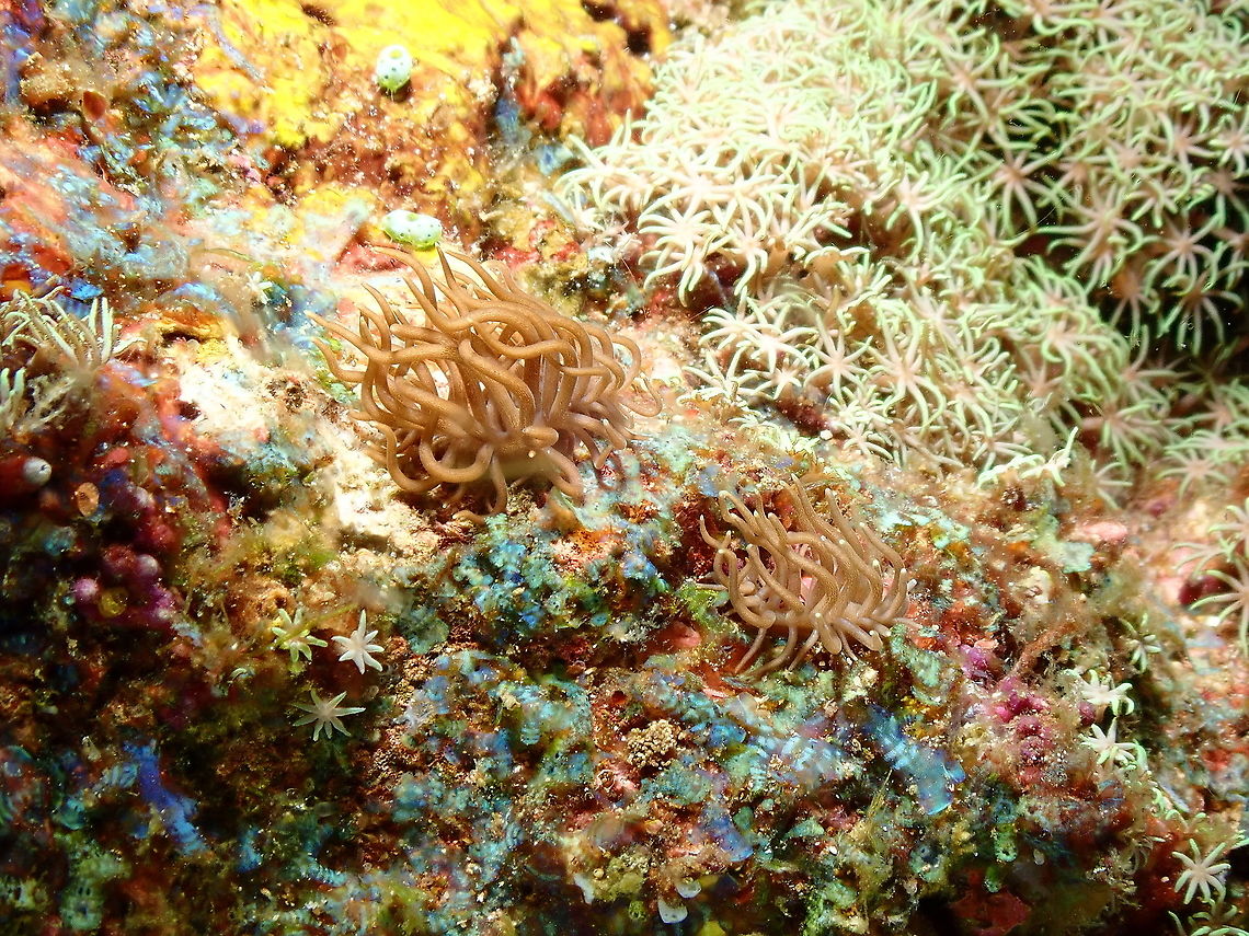 Phyllodesmium briareum  Fall,Geotagged,Indonesia,Phyllodesmium briareum