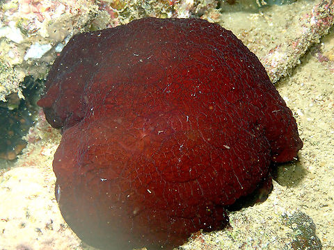 Forssk&aring;l's Pleurobranch - Pleurobranchus forskalii  Fall,Forssk&aring;l's Pleurobranch,Geotagged,Indonesia,Pleurobranchus forskalii