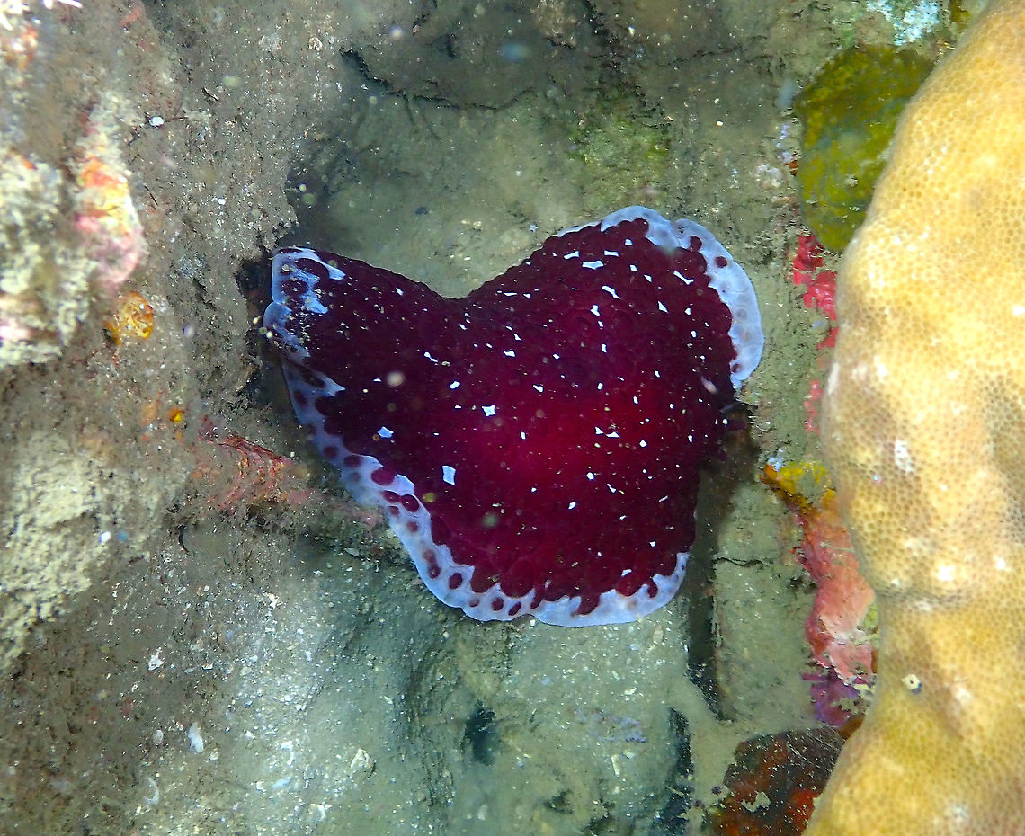 Tiled Pleurobranch - Pleurobranchus grandis  Fall,Geotagged,Indonesia,Pleurobranchus grandis,Tiled Pleurobranch