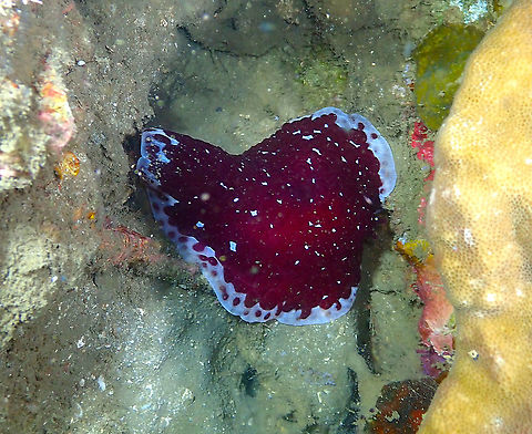 Tiled Pleurobranch - Pleurobranchus grandis  Fall,Geotagged,Indonesia,Pleurobranchus grandis,Tiled Pleurobranch