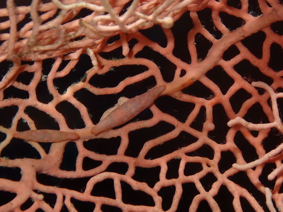 Pellasimnia annabelae At least three animal species I see in this picture, one of them the two snails :-) Fall,Geotagged,Indonesia,Pellasimnia annabelae