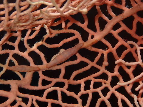 Pellasimnia annabelae At least three animal species I see in this picture, one of them the two snails :-) Fall,Geotagged,Indonesia,Pellasimnia annabelae