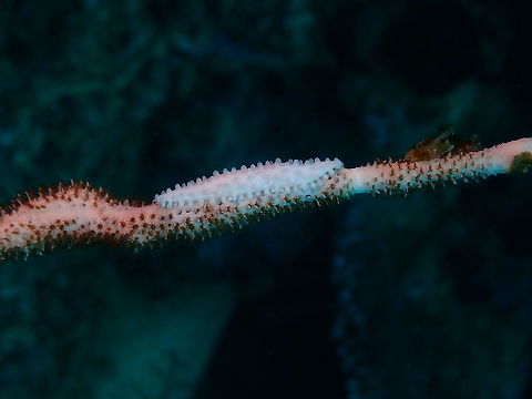 Phenacovolva sp A sea snail of the family Ovulidae, possibly Phenacovolva genus, settled on a wire coral. Fall,Geotagged,Halmahera,Indonesia,Ovulidae,Phenacovolva,sea snail
