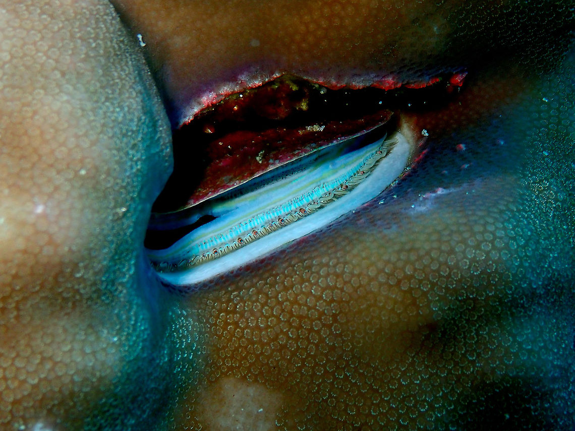 Blue-lipped Coral Oyster - Pedum spondyloideum You can see the red little eyes in this clam :-) Blue-lipped Coral Oyster,Fall,Geotagged,Indonesia,Pedum spondyloideum