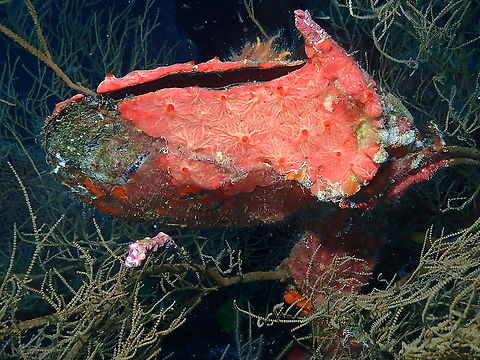 Penguin's wing oyster - Pteria penguin Covered in encrusting sponge. Fall,Geotagged,Indonesia,Pteria penguin