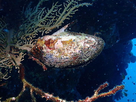 Penguin's wing oyster - Pteria penguin This oyster is not as covered by sponges so the shell can be seen much better. Fall,Geotagged,Indonesia,Pteria penguin