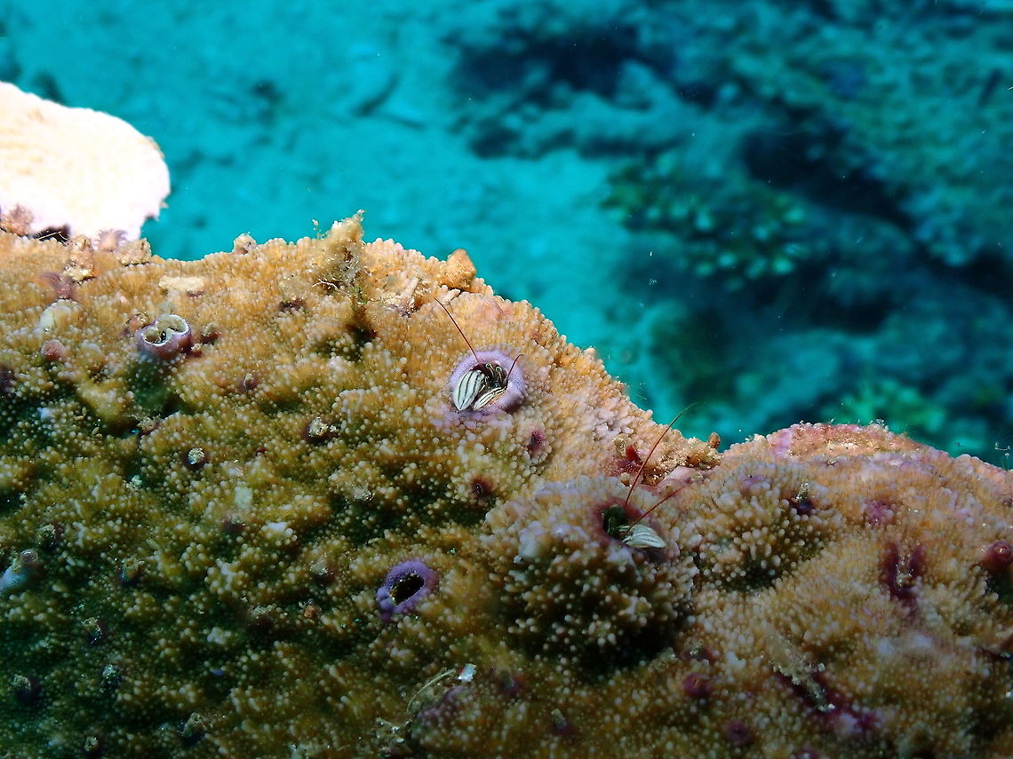 Striped Coral Hermit Crab - Paguritta vittata  Fall,Geotagged,Indonesia,Paguritta vittata,Striped Coral Hermit Crab