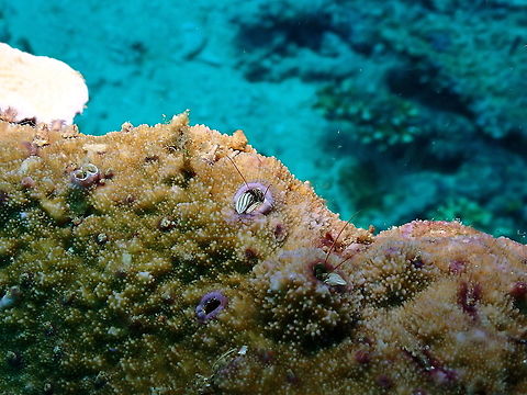 Striped Coral Hermit Crab - Paguritta vittata  Fall,Geotagged,Indonesia,Paguritta vittata,Striped Coral Hermit Crab