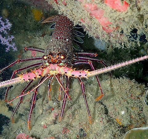 Pronghorn spiny lobster - Panulirus penicillatus  Fall,Geotagged,Indonesia,Panulirus penicillatus