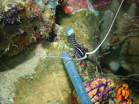 Painted Spiny Lobster - Panulirus versicolor To have an idea how small it is the division in the metal stick are inches :-) Blue spiny lobster,Fall,Geotagged,Indonesia,Panulirus versicolor