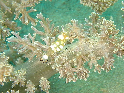 Anemone Shrimp - Periclimenes brevicarpalis  Fall,Geotagged,Indonesia,Periclemenes brevicarpalis,Periclimenes brevicarpalis