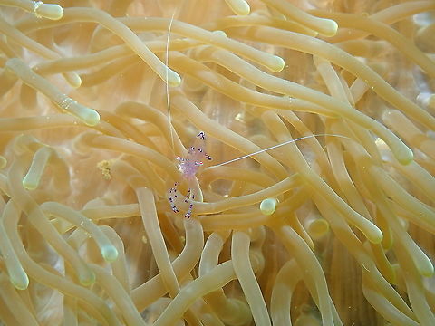 Periclimenes sarasvati  Fall,Geotagged,Indonesia,Periclimenes sarasvati