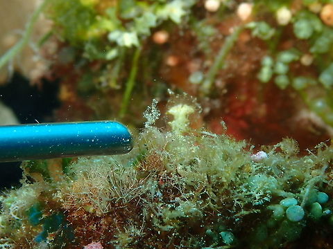 Hairy Shrimp - Phycocaris simulans Is the little white fluff the pointer is pointing at to :-D Fall,Geotagged,Hairy Shrimp,Indonesia,Phycocaris simulans