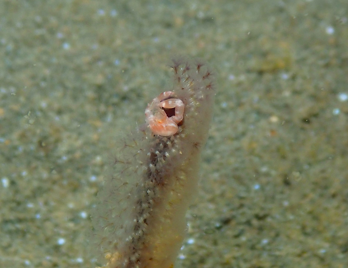 Haig's Porcelain Crab - Porcellanella haigae  Fall,Geotagged,Haig's Porcelain Crab,Indonesia,Porcellanella haigae