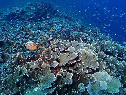 Leaf plate montipora - Montipora capricornis Montipora for usre, and sp tentative as for most corals :-) Fall,Geotagged,Indonesia,Leaf plate montipora,Montipora capricornis