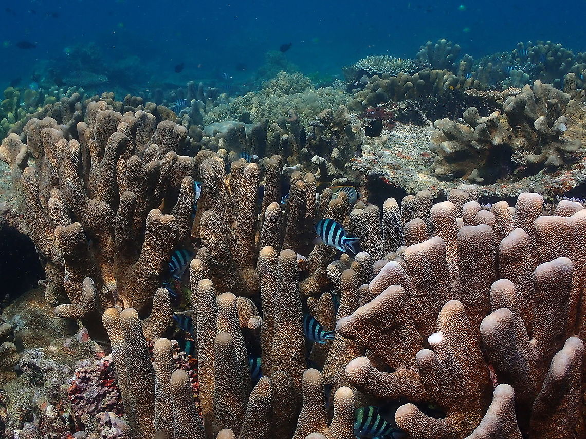 Porites compressa <a href="http://www.coralsoftheworld.org/species_factsheets/species_factsheet_summary/porites-compressa/" rel="nofollow">http://www.coralsoftheworld.org/species_factsheets/species_factsheet_summary/porites-compressa/</a> Fall,Geotagged,Indonesia,Porites compressa