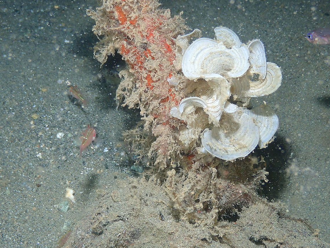 Funnelweed - Padina gymnospora  Fall,Funnelweed,Geotagged,Indonesia,Padina gymnospora