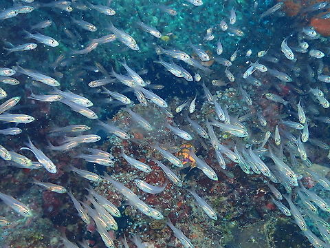 Swallow-tail cardinalfish - Verulux cypselurus  Fall,Geotagged,Indonesia,Swallow-tail cardinalfish,Verulux cypselurus