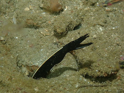 Ribbon eel - Rhinomuraena quaesita (juvenile)  Fall,Geotagged,Indonesia,Rhinomuraena quaesita,Ribbon eel
