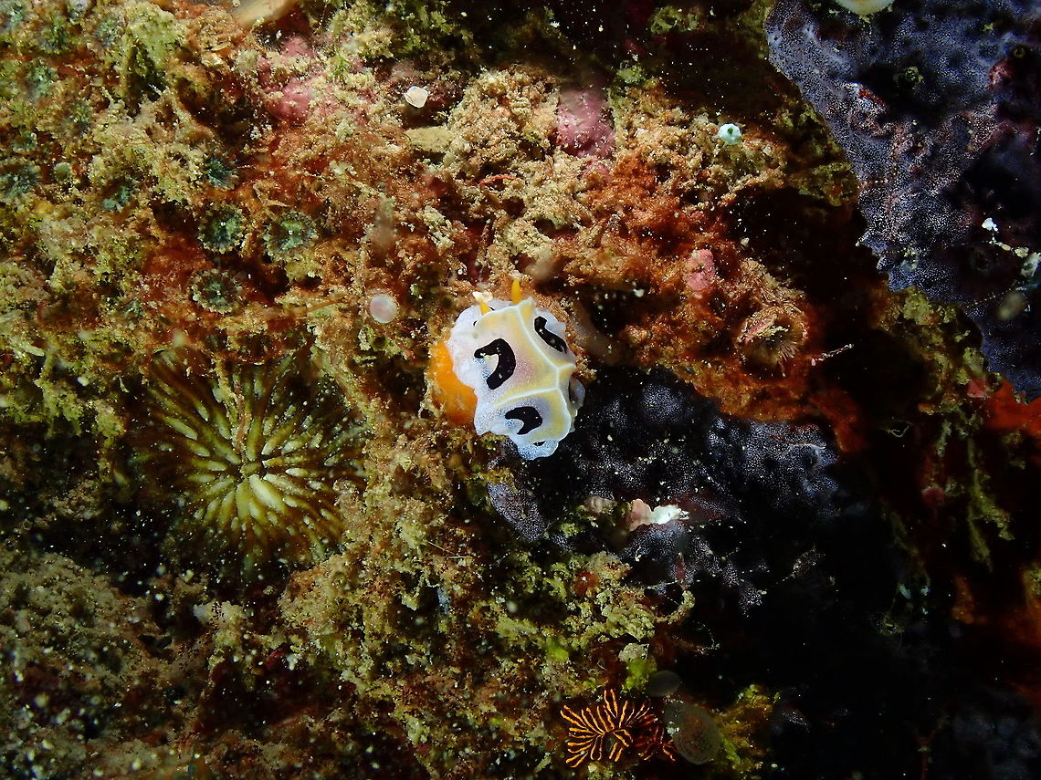Reticulidia fungia - Mushroom Coral Reticulidia Nudibranch  Fall,Geotagged,Indonesia,Reticulida fungia,Reticulidia fungia