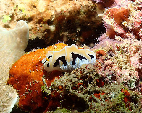 Reticulidia fungia - Mushroom Coral Reticulidia Nudibranch  Fall,Geotagged,Indonesia,Reticulida fungia,Reticulidia fungia