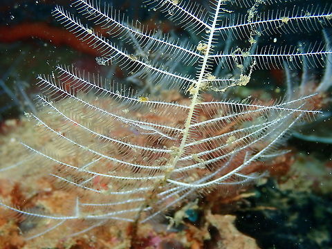 Rapipontonia sp  Fall,Geotagged,Indonesia