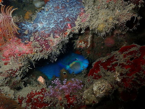 Yellowbarred parrotfish - Scarus dimidiatus  Fall,Geotagged,Indonesia,Scarus dimidiatus