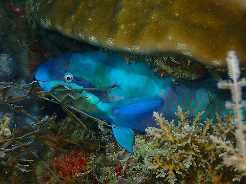 Yellowbarred parrotfish - Scarus dimidiatus  Fall,Geotagged,Indonesia,Scarus dimidiatus