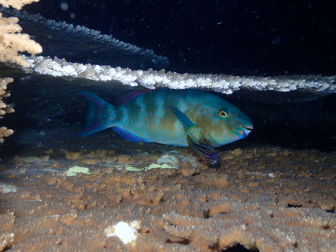 Blue-barred parrotfish - Male <a href="https://www.reeflifesurvey.com/species/scarus-ghobban/" rel="nofollow">https://www.reeflifesurvey.com/species/scarus-ghobban/</a> Fall,Geotagged,Indonesia,Scarus ghobban