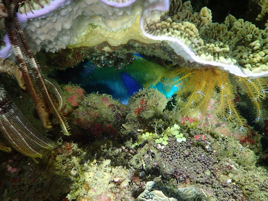 Greencheek Parrotfish - Scarus prasiognathos A bit hidden, it can be better seen in this link:<br />
<a href="https://fishesofaustralia.net.au/home/species/928" rel="nofollow">https://fishesofaustralia.net.au/home/species/928</a> Fall,Geotagged,Indonesia,Scarus prasiognathos,Singapore parrotfish