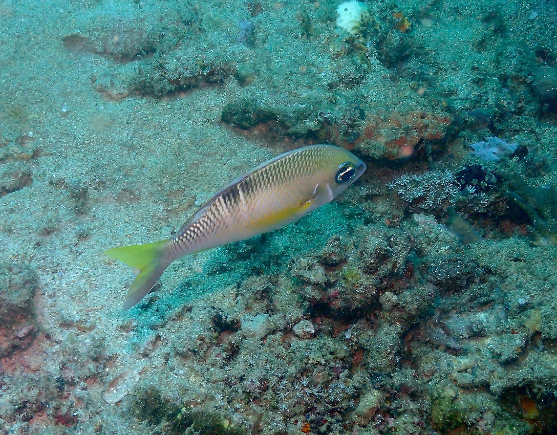 Pearly monocle bream - Scolopsis margaritifera  Fall,Geotagged,Indonesia,Pearly monocle bream,Scolopsis margaritifera