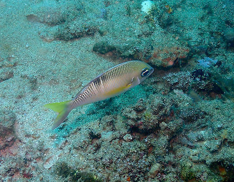 Pearly monocle bream - Scolopsis margaritifera  Fall,Geotagged,Indonesia,Pearly monocle bream,Scolopsis margaritifera