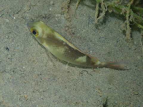 Saw-jawed monocle bream - Scolopsis ciliata With night colors. Fall,Geotagged,Indonesia,Saw-jawed monocle bream,Scolopsis ciliata