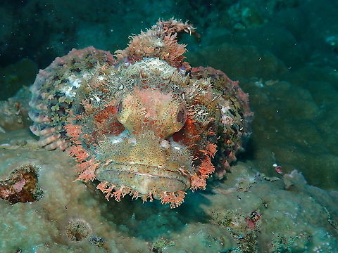 Tassled scorpionfish - Scorpaenopsis oxycephala  Fall,Geotagged,Indonesia,Scorpaenopsis oxycephala,Tassled scorpionfish