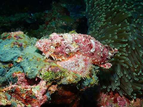 Tassled scorpionfish - Scorpaenopsis oxycephala  Fall,Geotagged,Indonesia,Scorpaenopsis oxycephala,Tassled scorpionfish