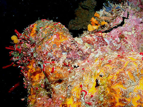 Tassled scorpionfish - Scorpaenopsis oxycephala  Fall,Geotagged,Indonesia,Scorpaenopsis oxycephala,Tassled scorpionfish