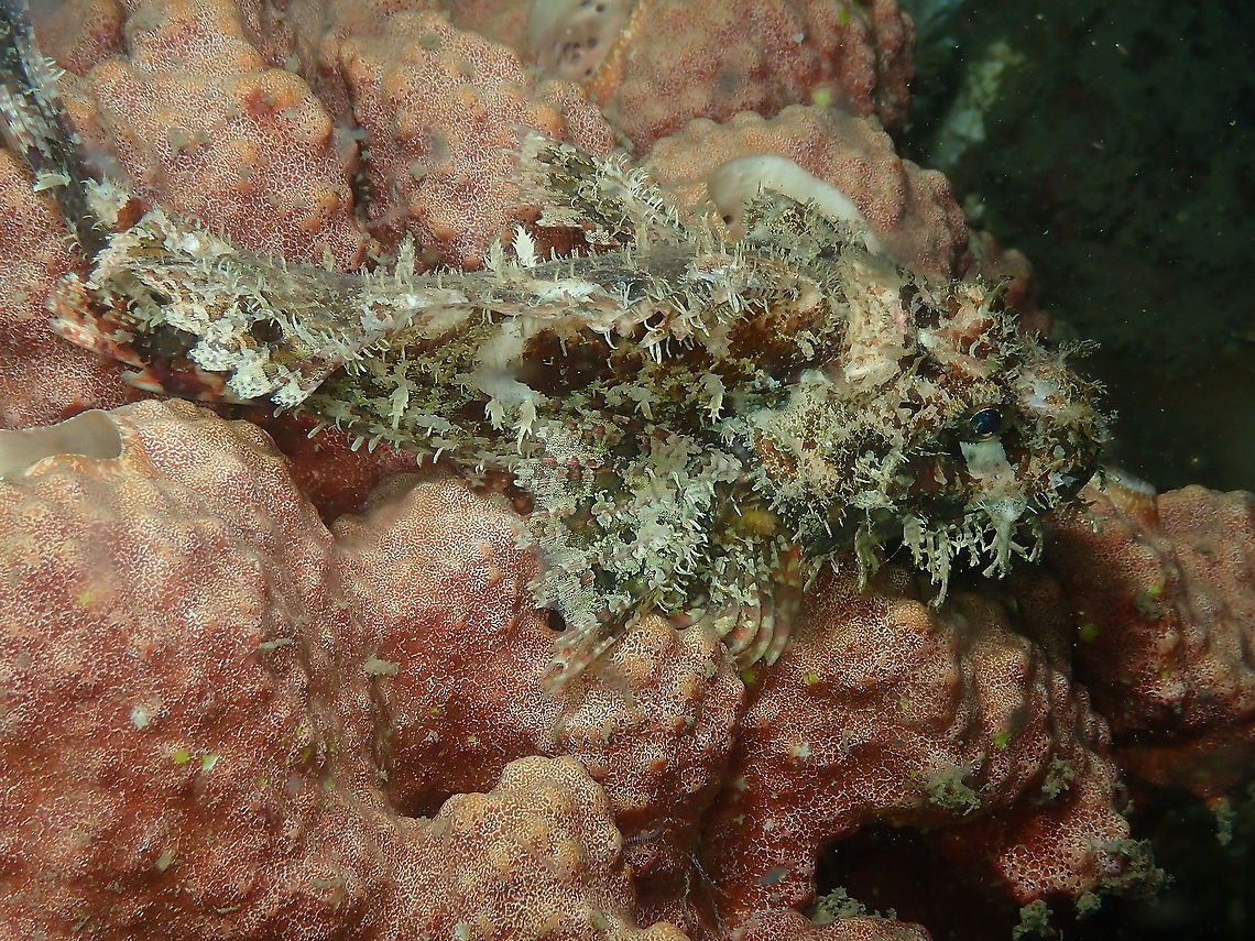 Raggy Scorpionfish - Scorpaenopsis venosa  Fall,Geotagged,Indonesia,Raggy Scorpionfish,Scorpaenopsis venosa