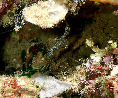 Robust ghost pipefish - Solenostomus cyanopterus  Fall,Geotagged,Indonesia,Robust ghost pipefish,Solenostomus cyanopterus